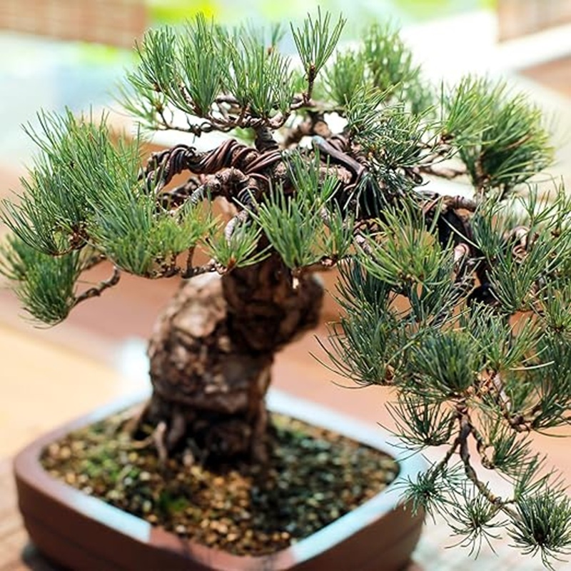1mm Black Aluminum Bonsai Wire - Art Craft Wire incelemesi ve fiyatı